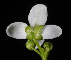 Cardamine dilatata. Back view of flower.
 Image: P.B. Heenan © Landcare Research 2019 CC BY 3.0 NZ